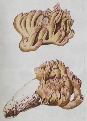 Miscellanea Austriaca ad Botanicam, Chemiam, et Historiam Naturalem Spectantia, cum figuris partim coloratis. 2 vols